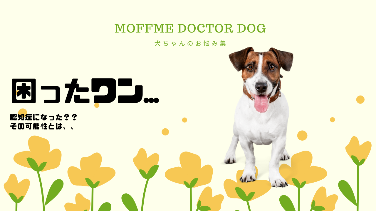 【MOFFME DOCTOR DOG】うちの子が認知症になった？！異常な行動の原因を探る...のサムネイル画像